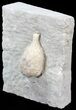 Cystoid (Holocystites) Fossil - Indiana #44611-3